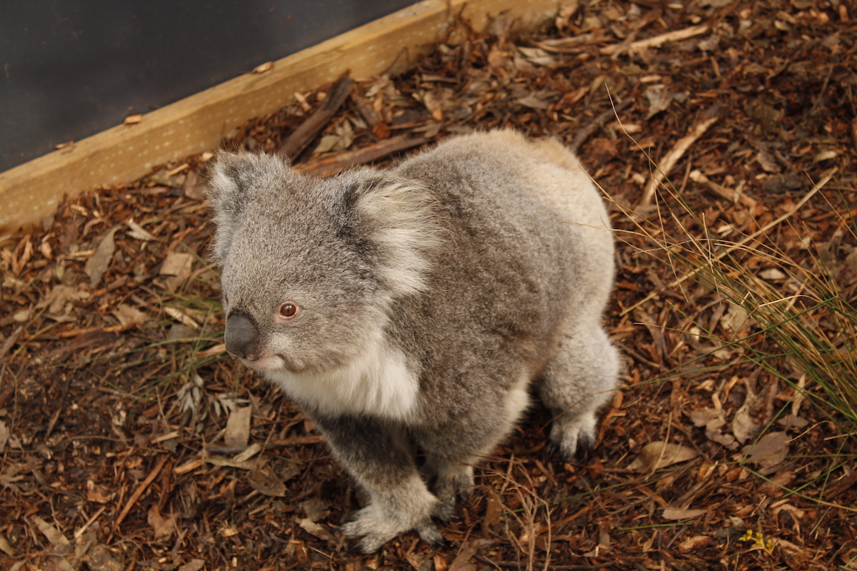 Oficialment a Austràlia: koales i cangurs