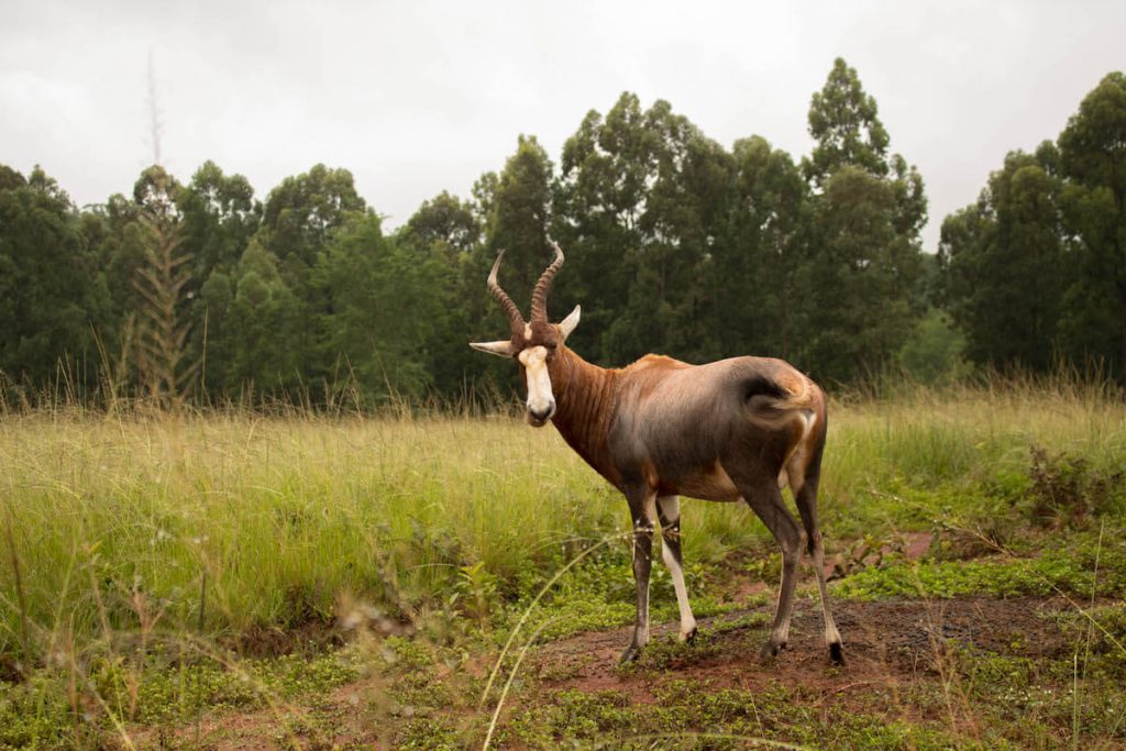 animals de Swazilàndia