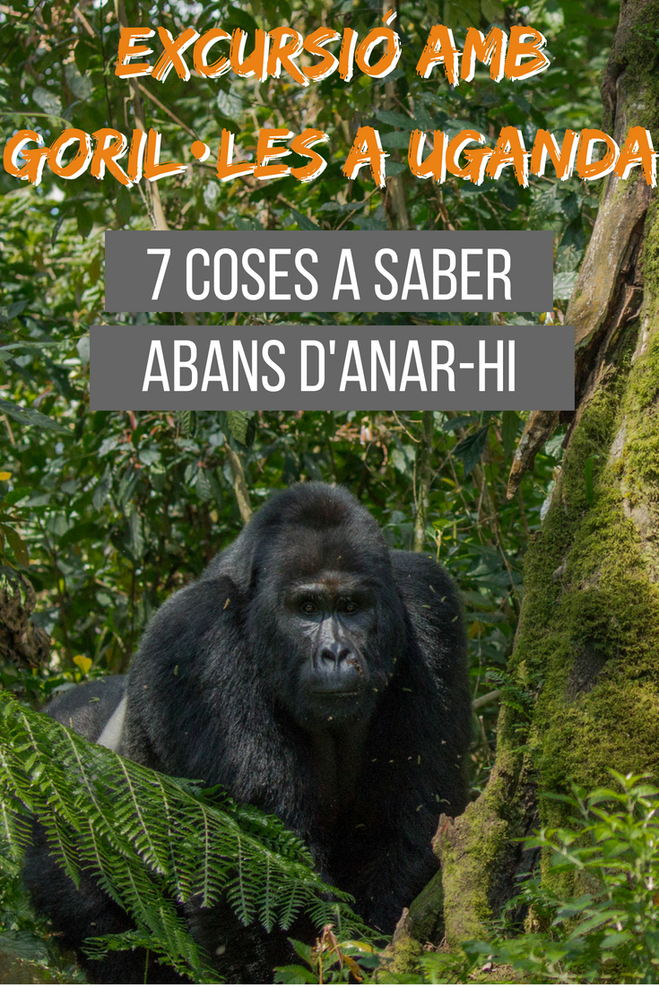 Excursió amb goril·les: 7 coses a saber abans d'anar-hi