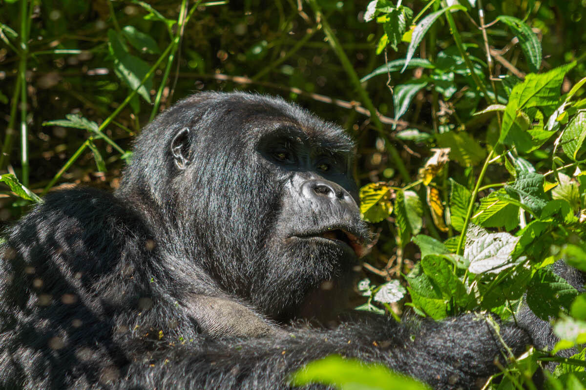Excursió amb goril·les a Uganda, Bwindi Parc Nacional