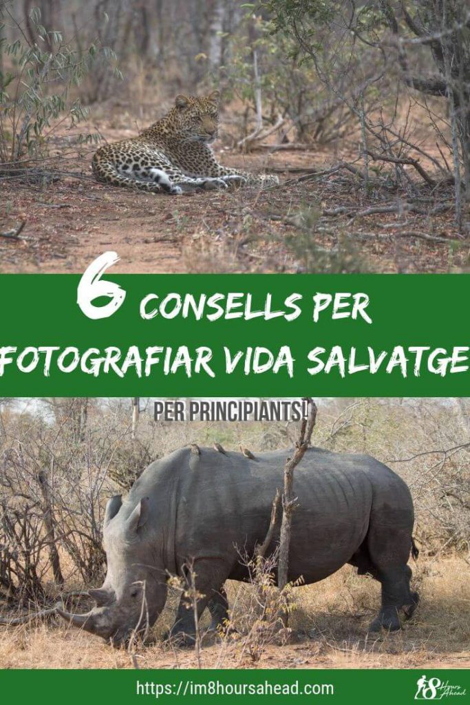 6 consells per fotografiar la vida salvatge