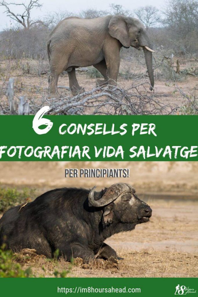 6 consells per fotografiar la vida salvatge