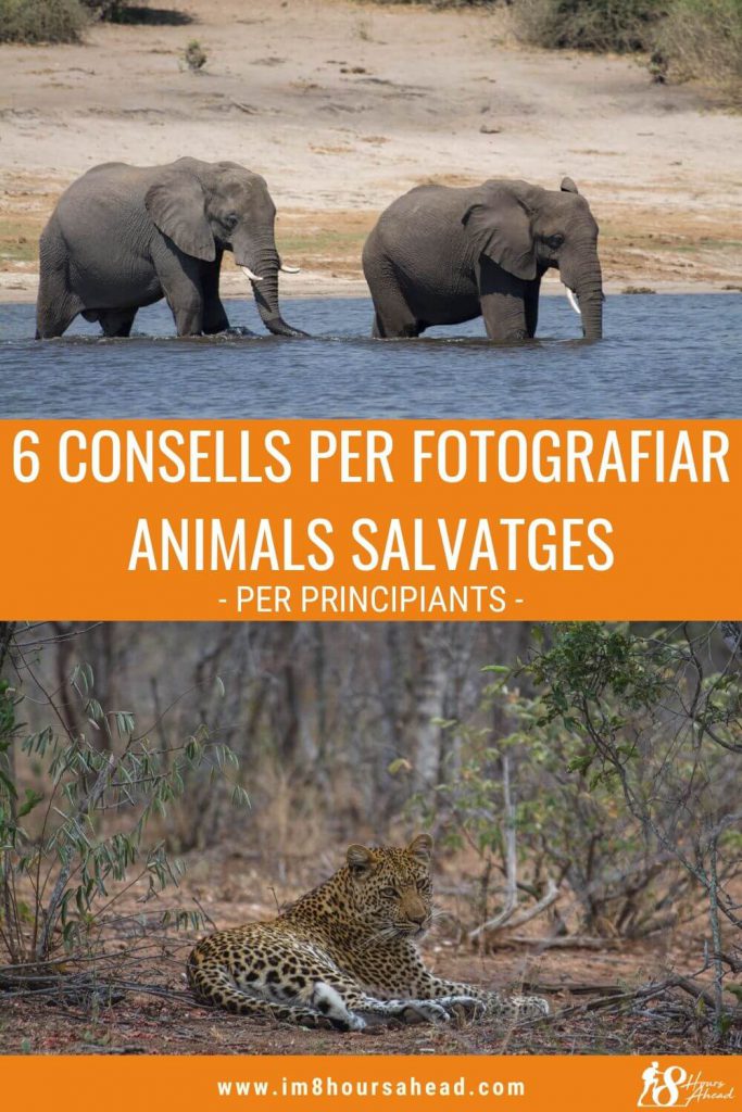 6 consells amateurs per fotografiar vida salvatge