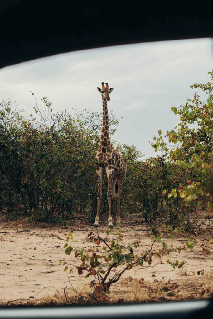 Com conduir amb el teu cotxe pel Parc Nacional Kruger