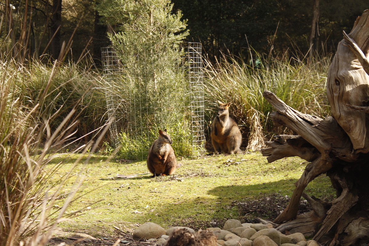 Healesville Sanctuary