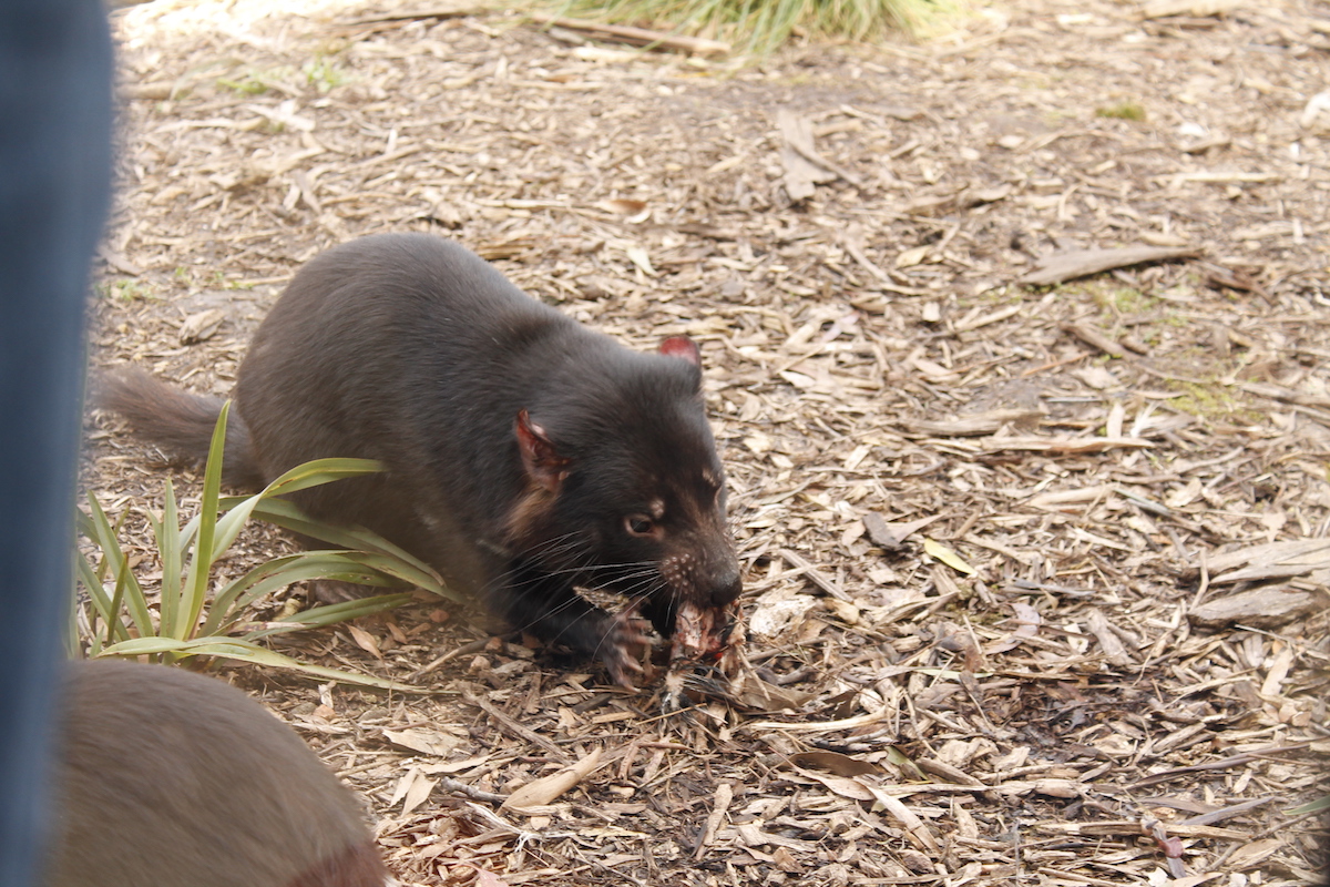 Healesville Sanctuary