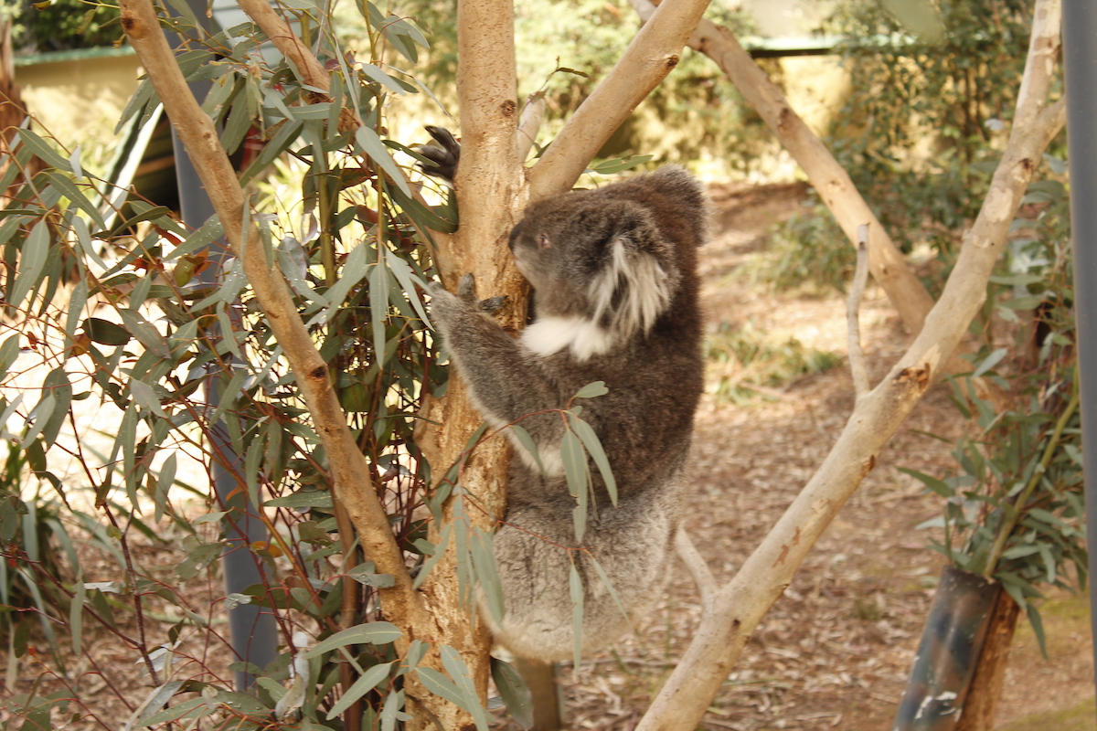 Healesville Sanctuary