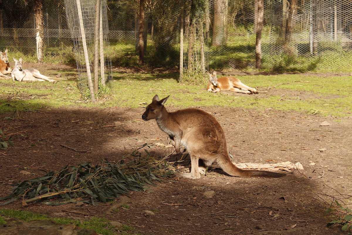 Healesville Sanctuary