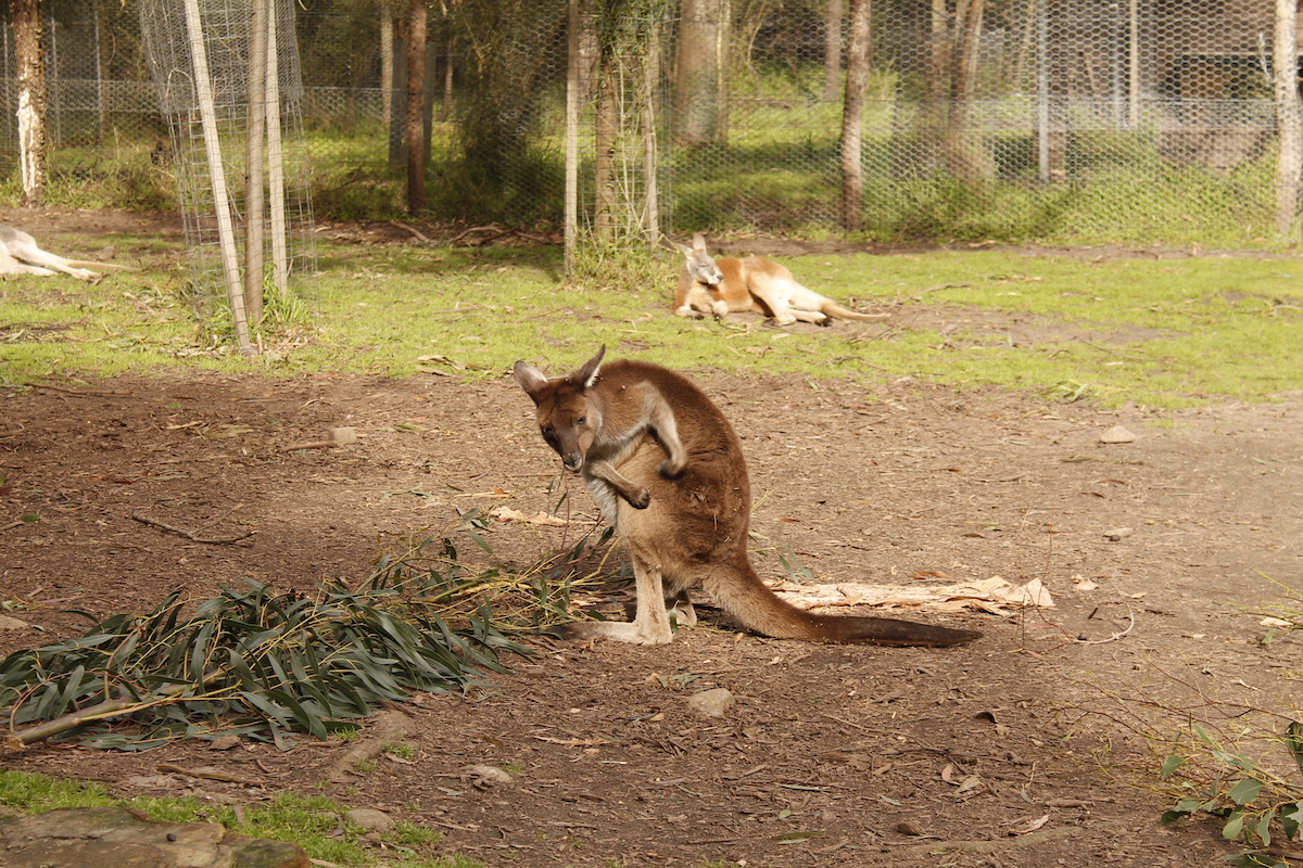 Healesville Sanctuary