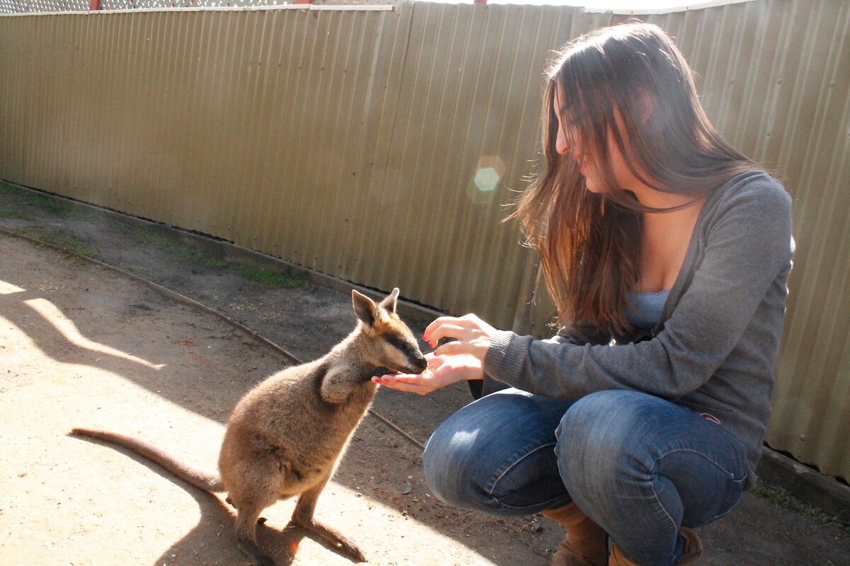 feeding animals in Maru Park