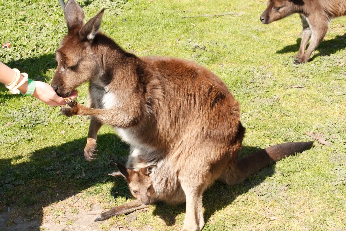 Feeding a Kangaroo