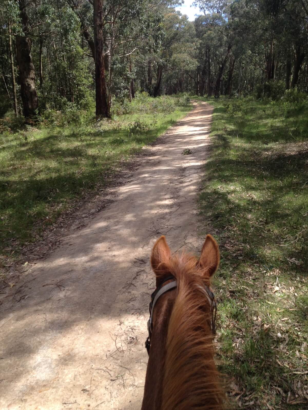 horse riding in the forest