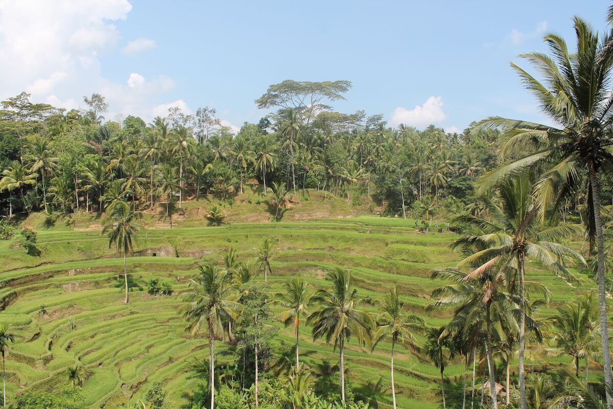 rice terraces in Bali