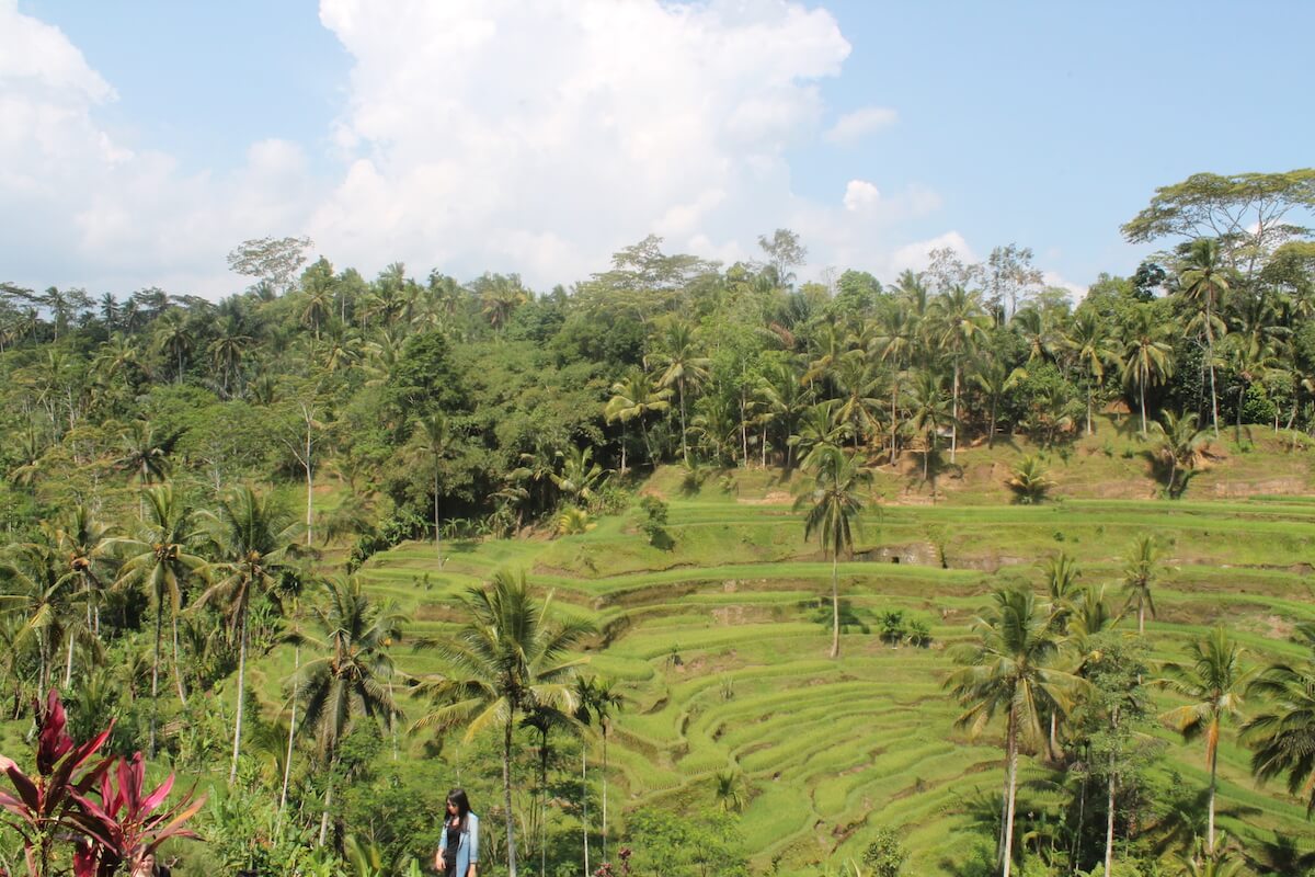 rice terraces in Bali