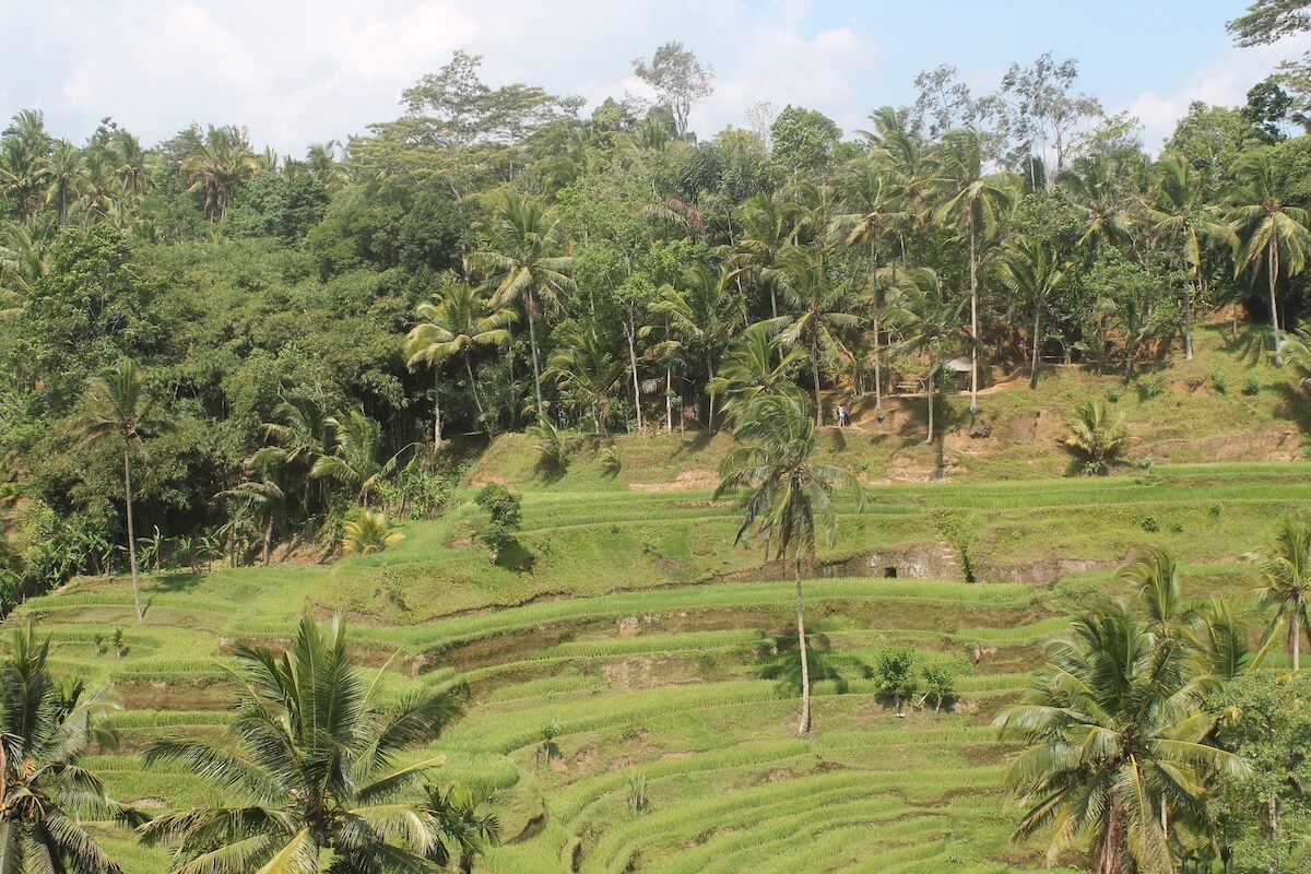 rice terraces in Bali