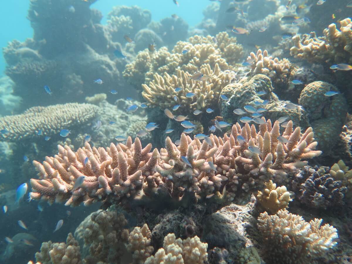 Snorkelling the Great Barrier Reef