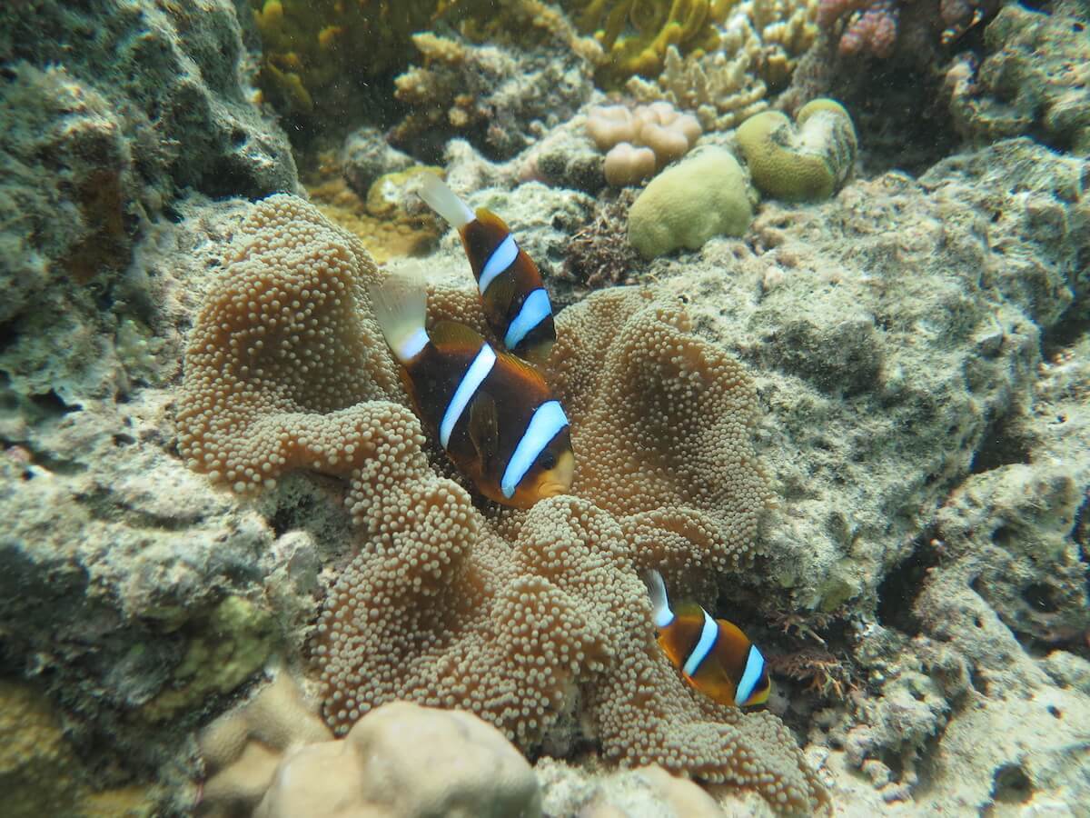 Snorkelling the Great Barrier Reef