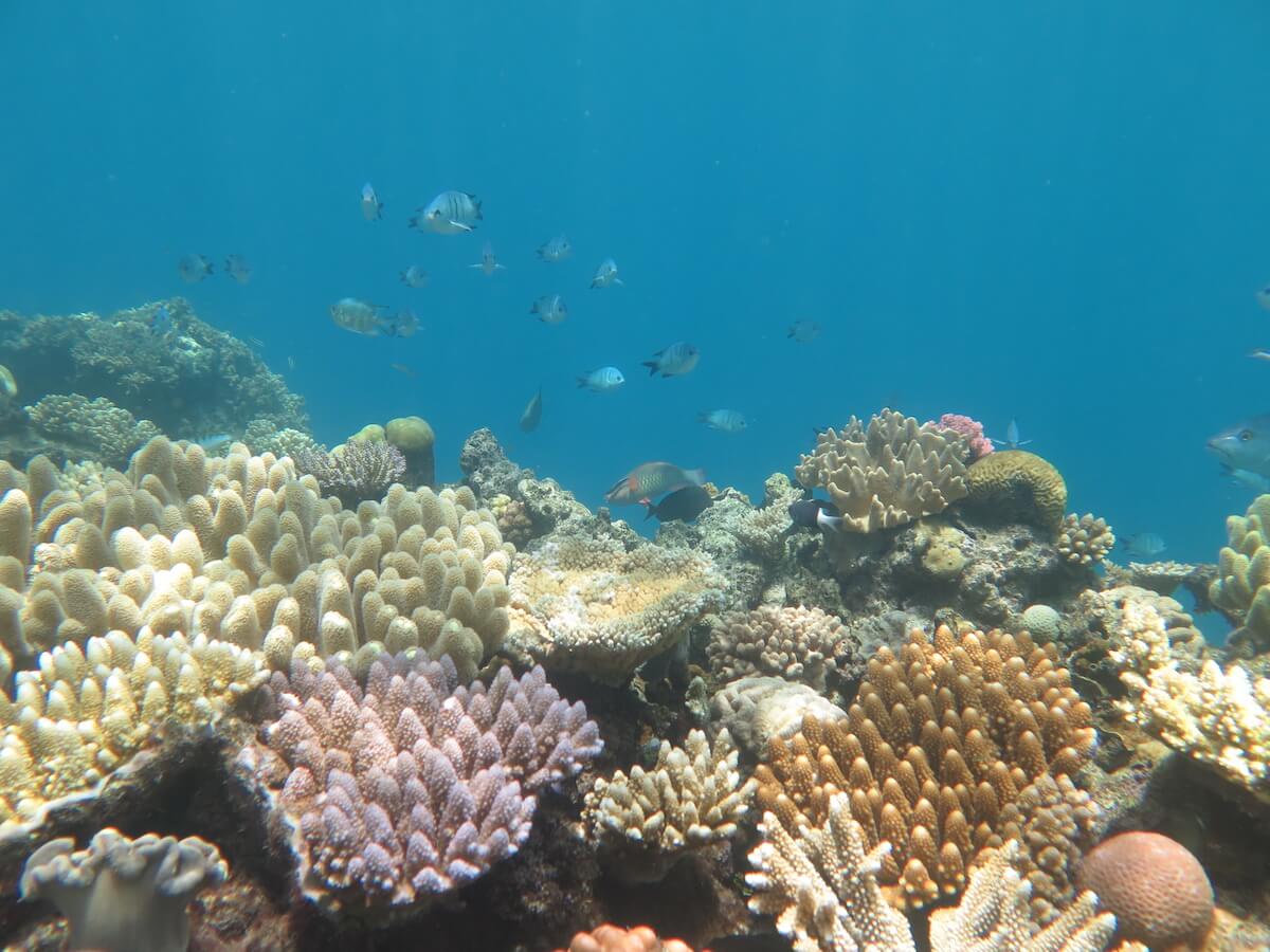 Snorkelling the Great Barrier Reef