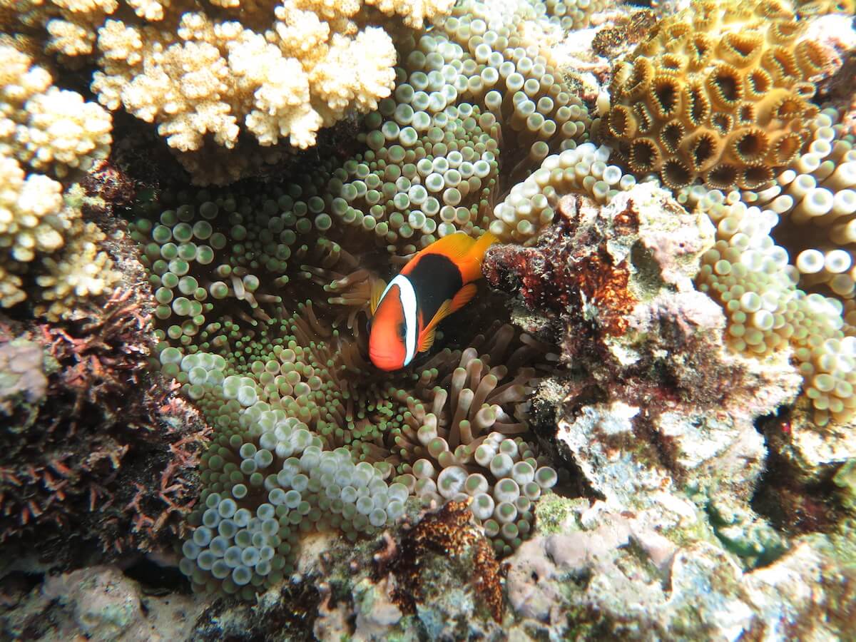 First solo trip: snorkelling the Great Barrier Reef