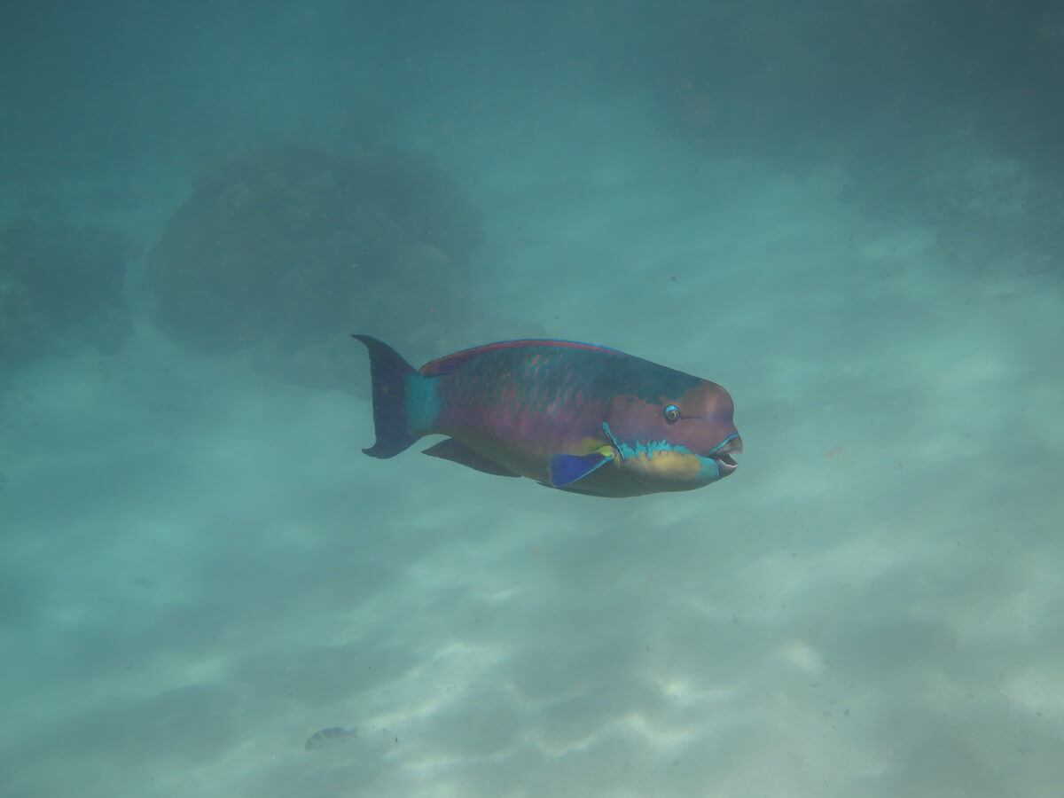 Snorkelling the Great Barrier Reef