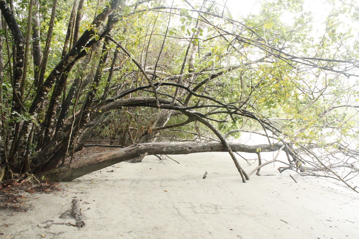 Cape Tribulation rainforest