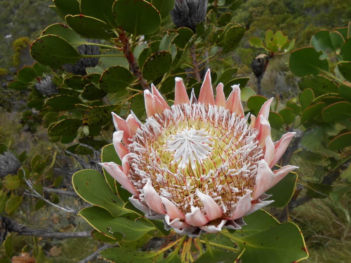 Protea