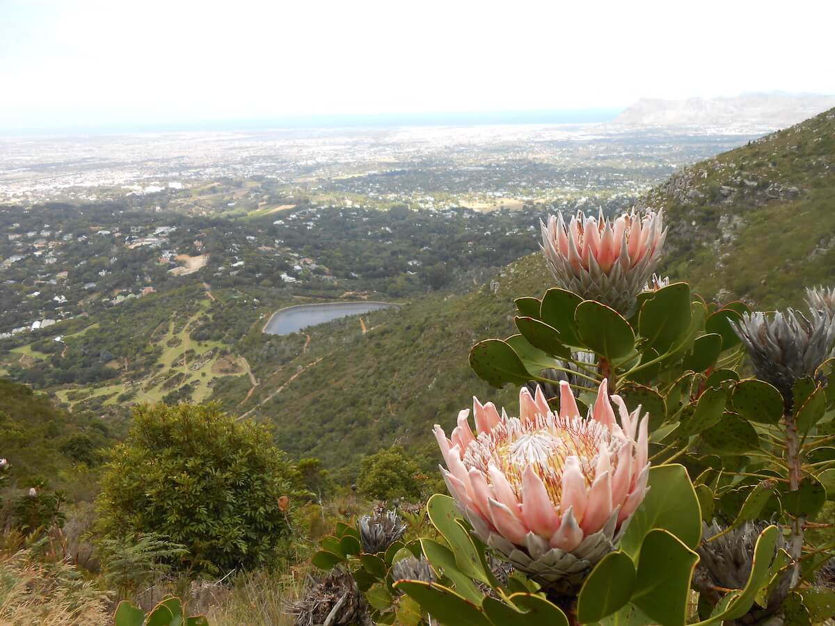 Protea