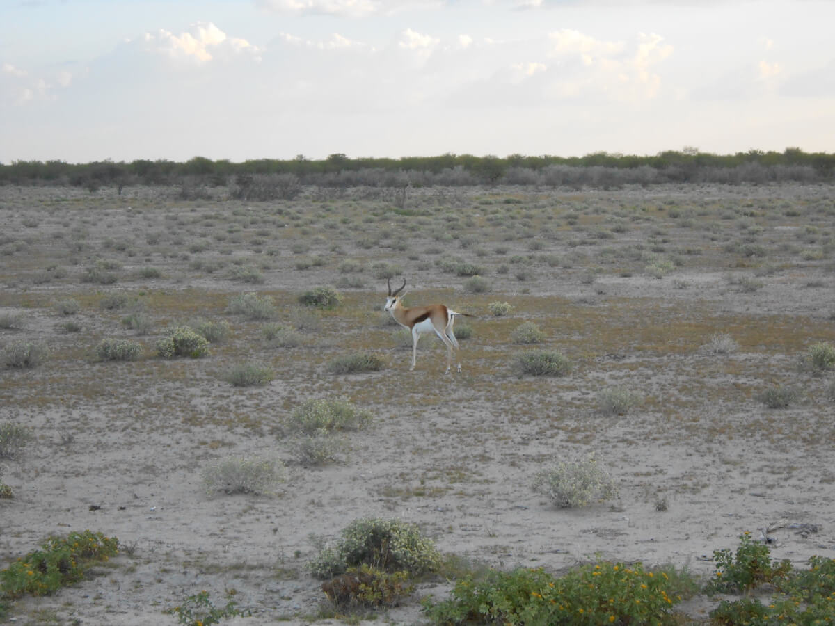 Etosha National Park