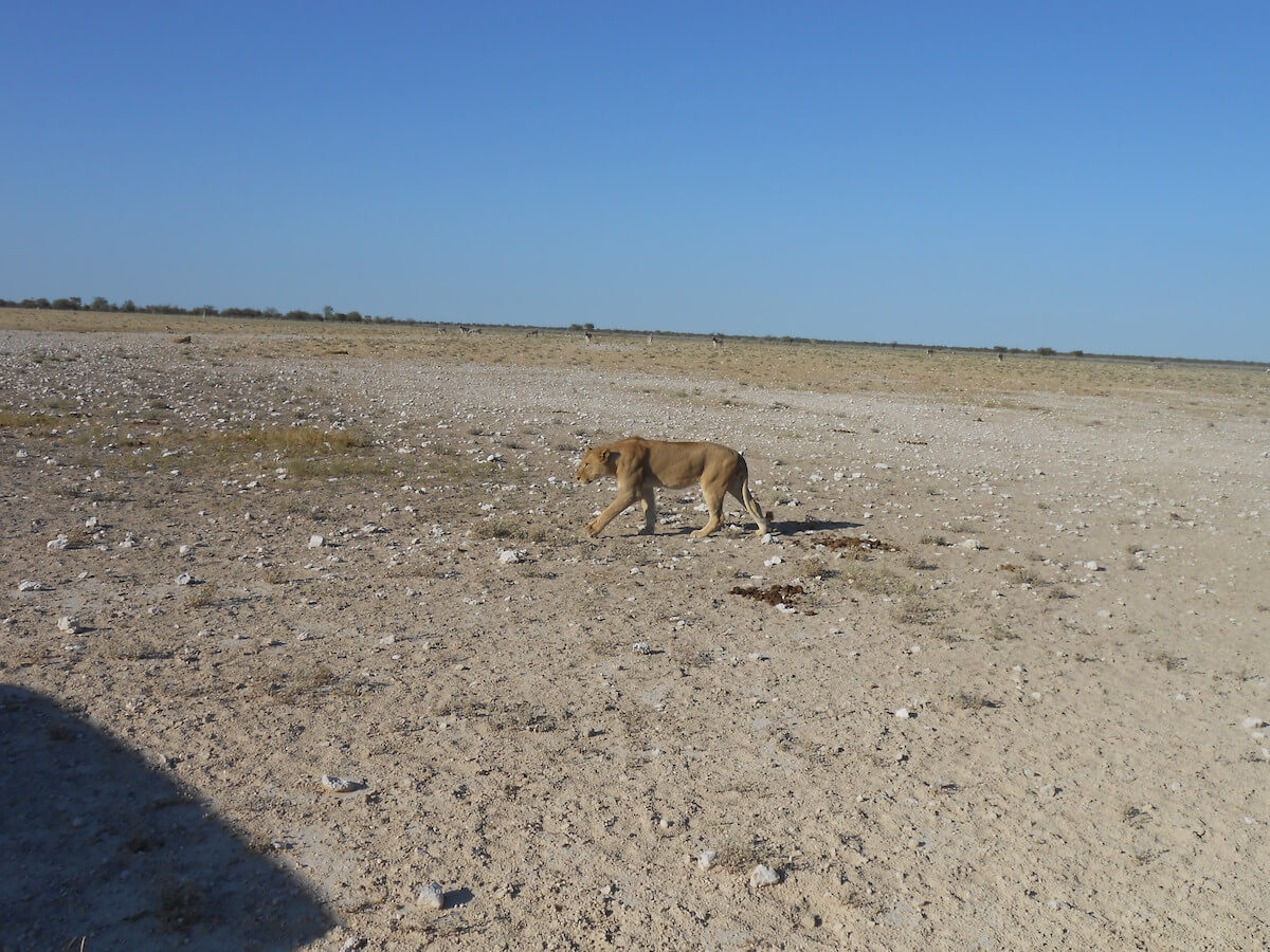 Lions in Etosha National Park