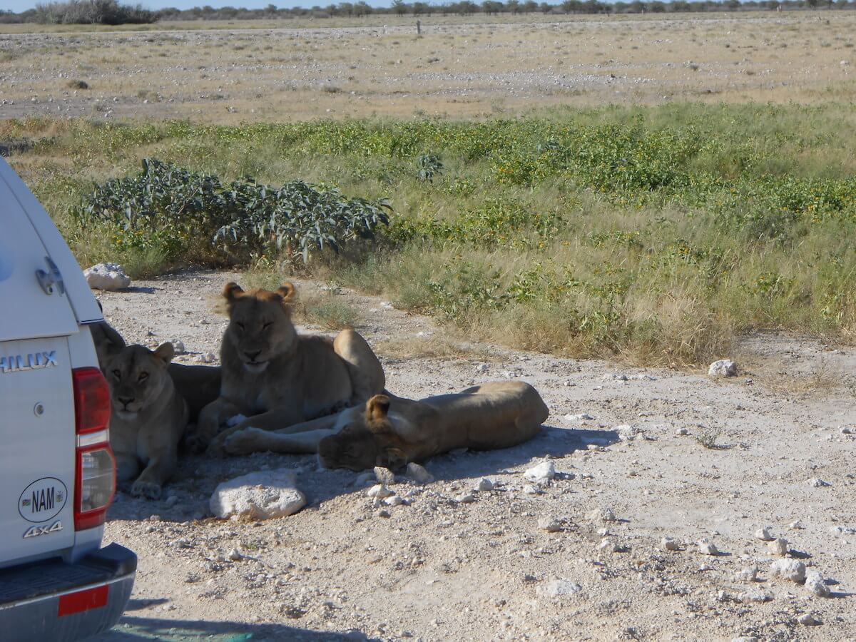 Lions in Etosha National Park