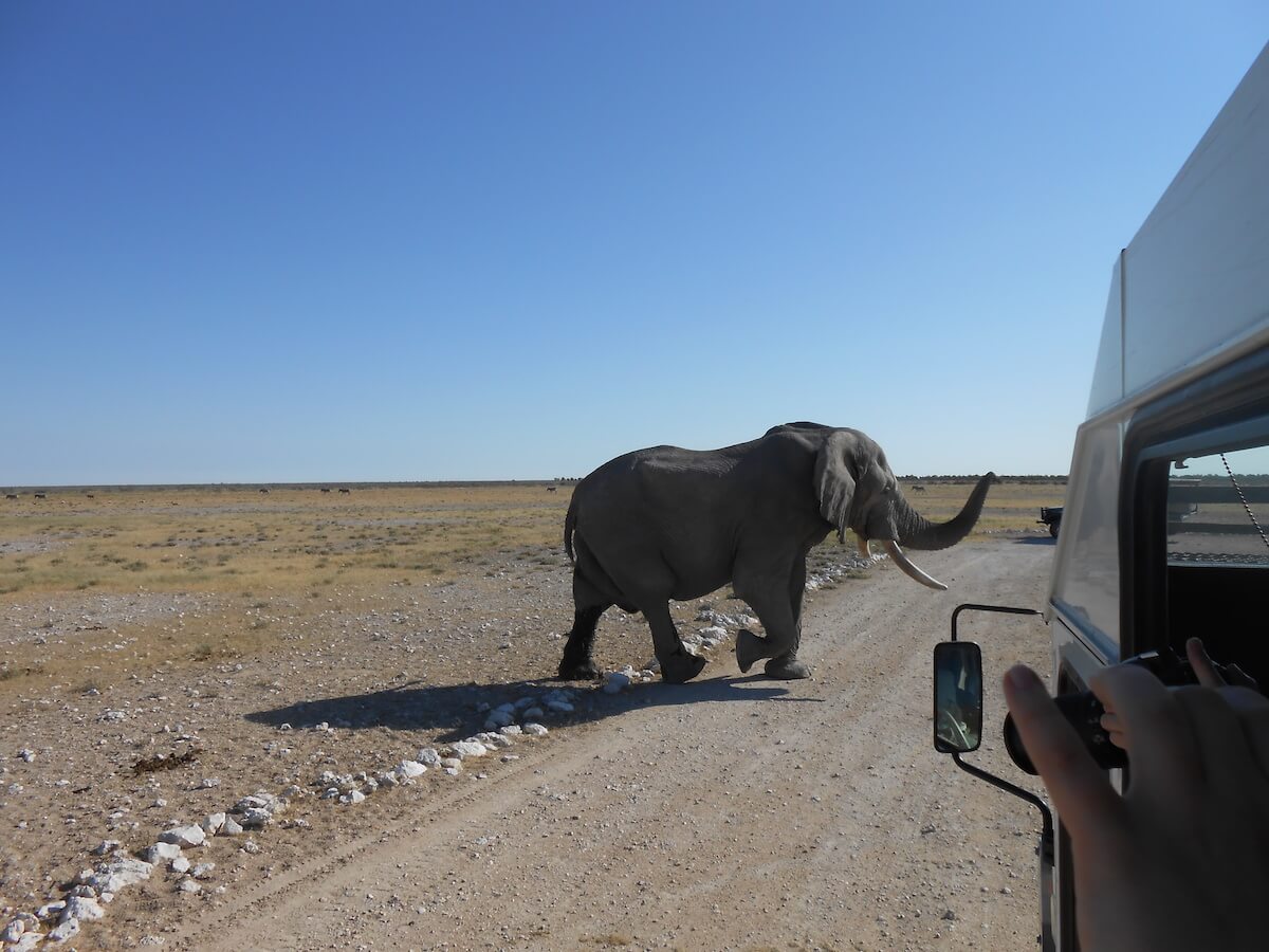 Elephant in Etosha National Park