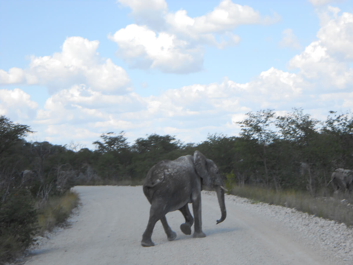 Elephants in Etosha National Park