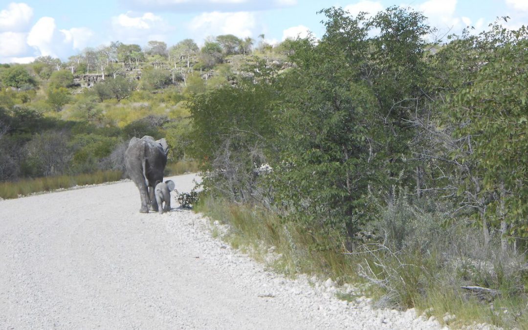 Namibia on a budget: Etosha National Park