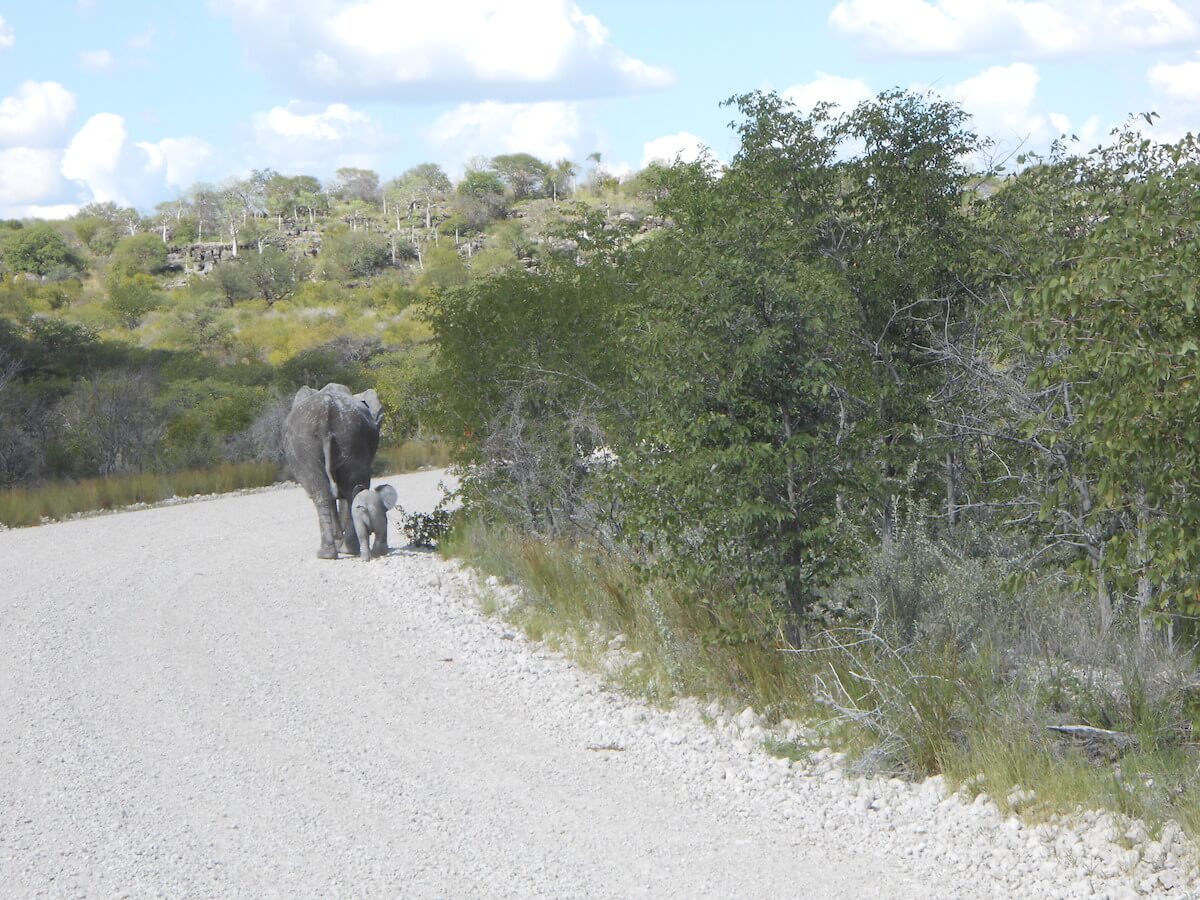 Elephants in Etosha National Park