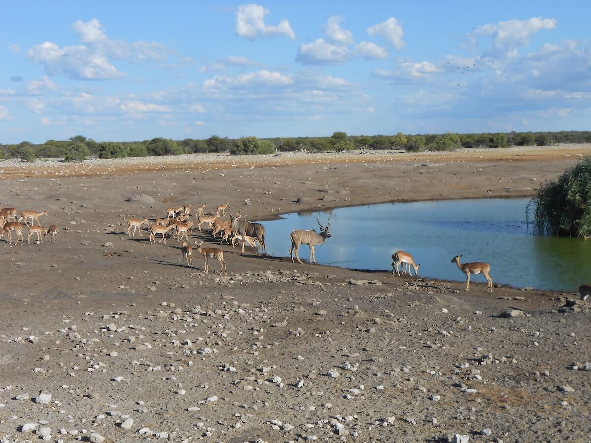 Etosha National Park