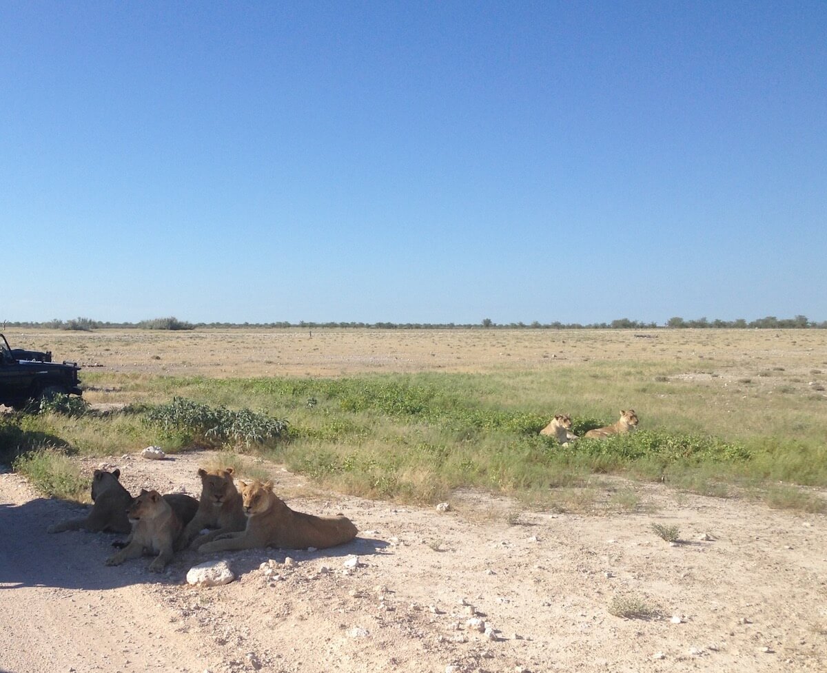 Lions in Etosha National Park