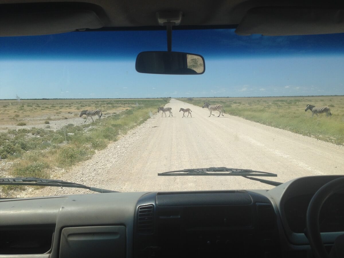 Zebras in Etosha National Park