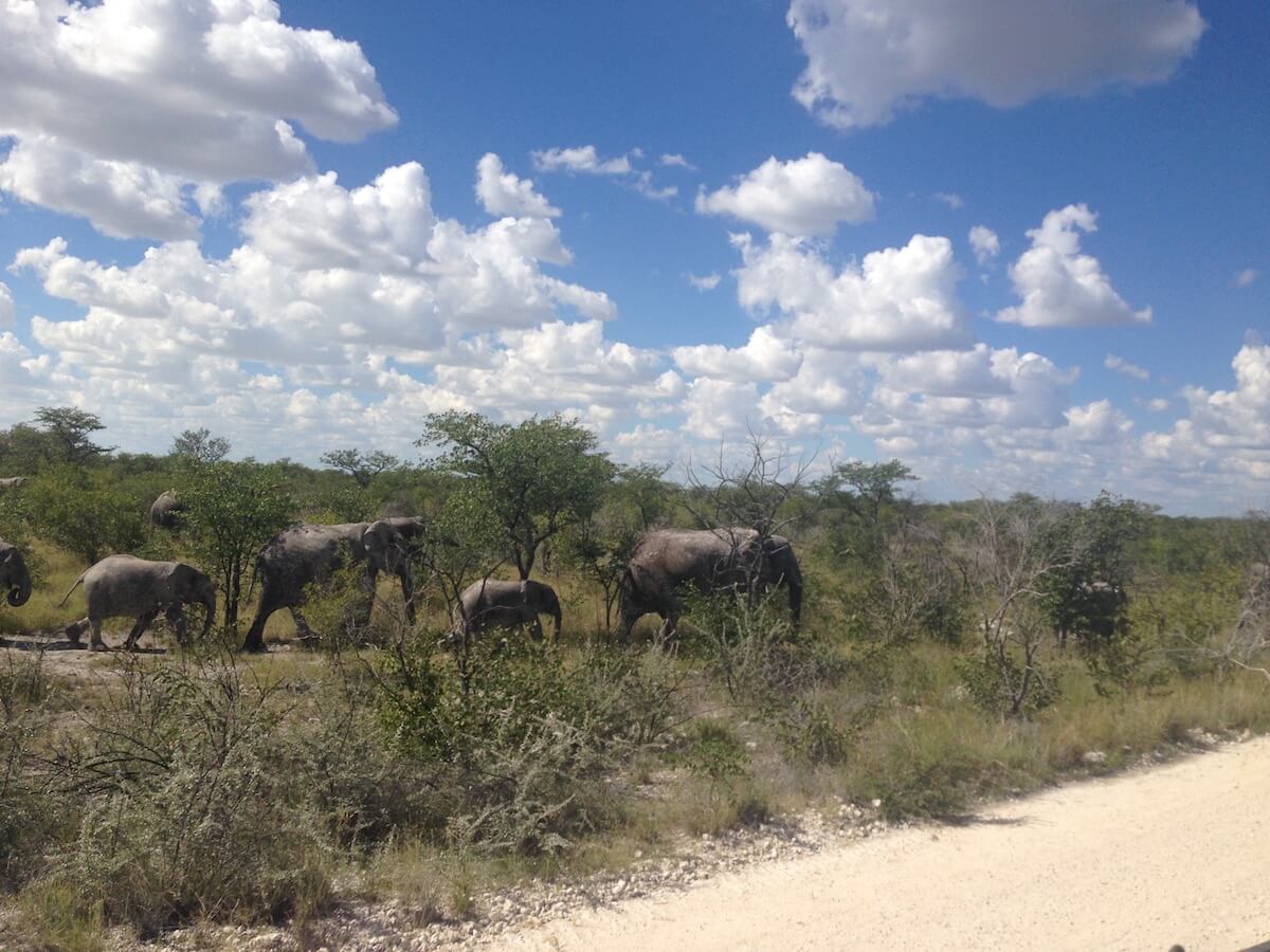 Elephants in Etosha National Park