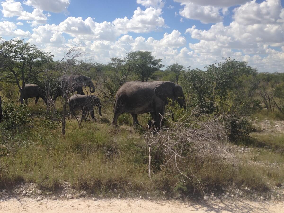 Elephants in Etosha National Park