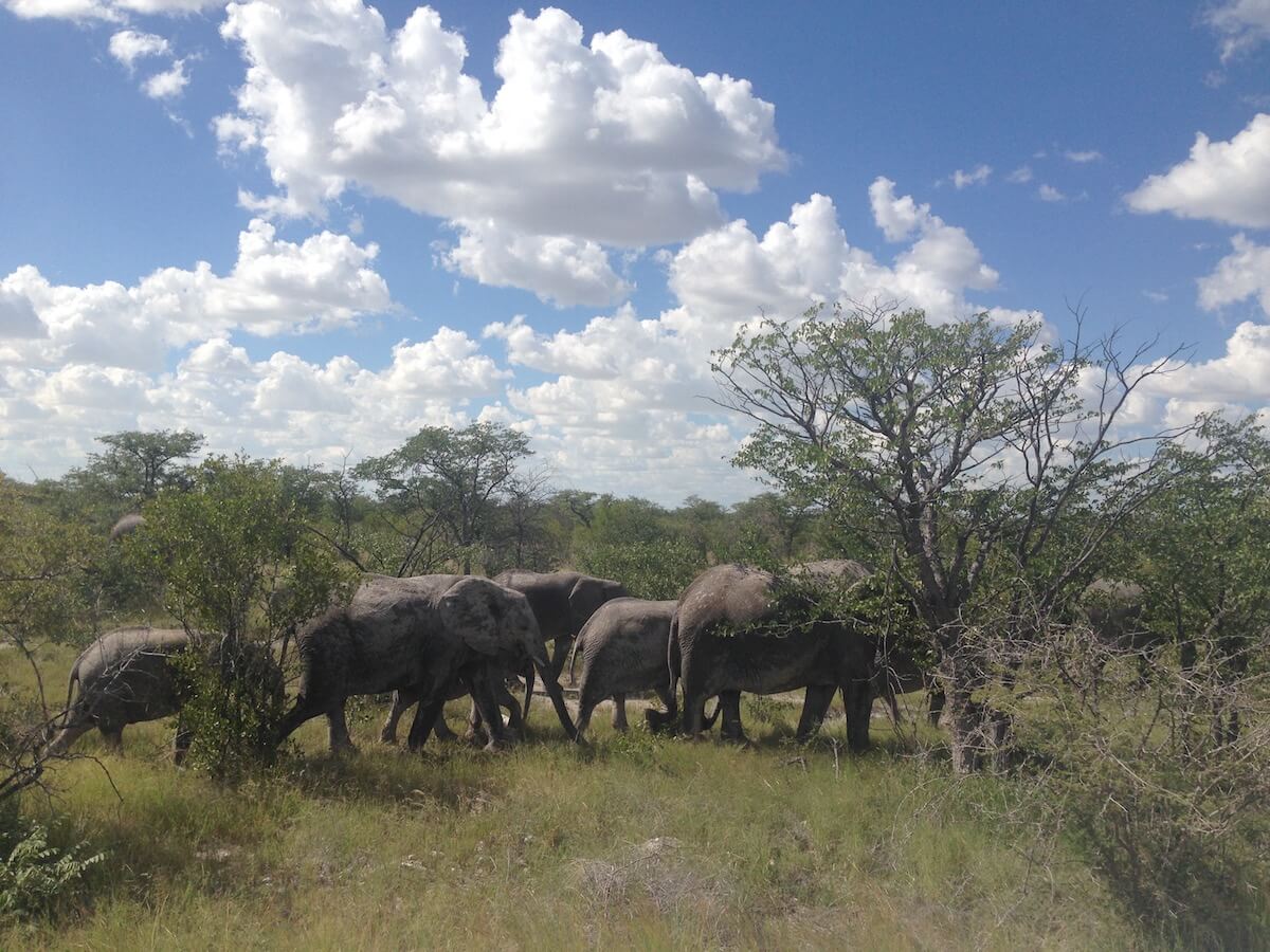 Elephants in Etosha National Park