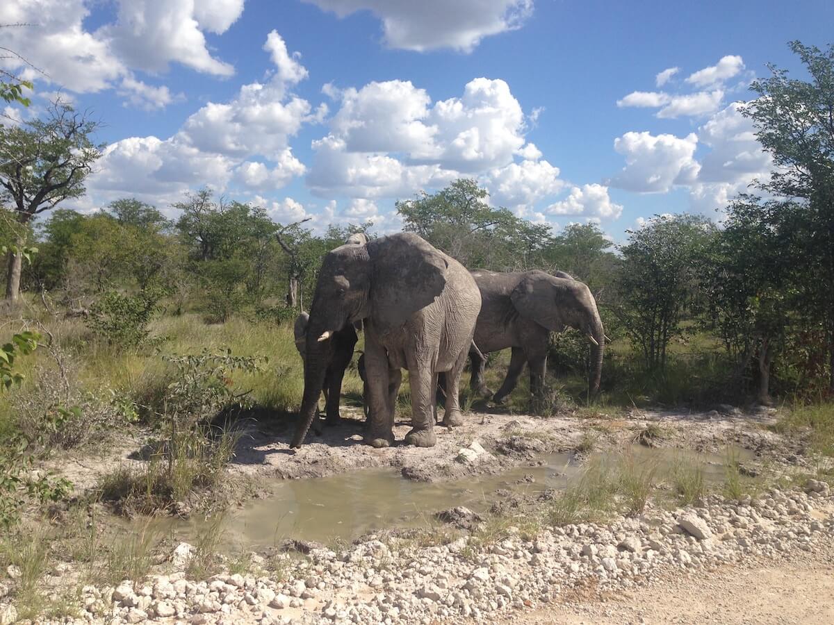 Elephants in Etosha National Park