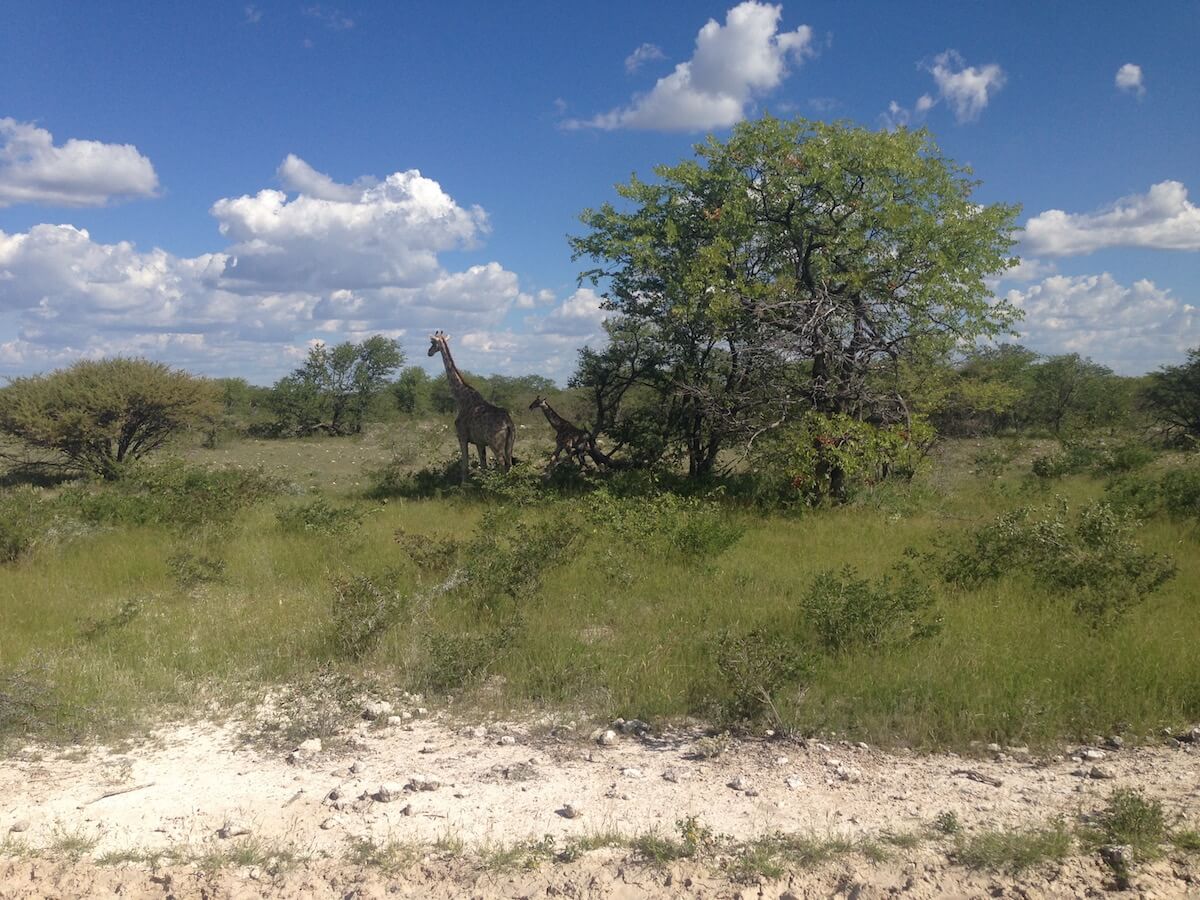 Elephants in Etosha National Park