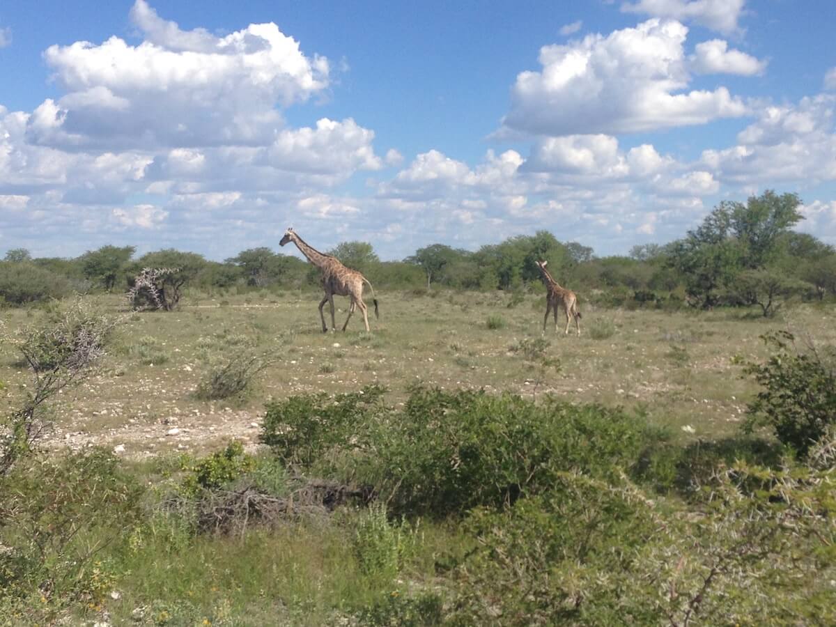 Elephants in Etosha National Park