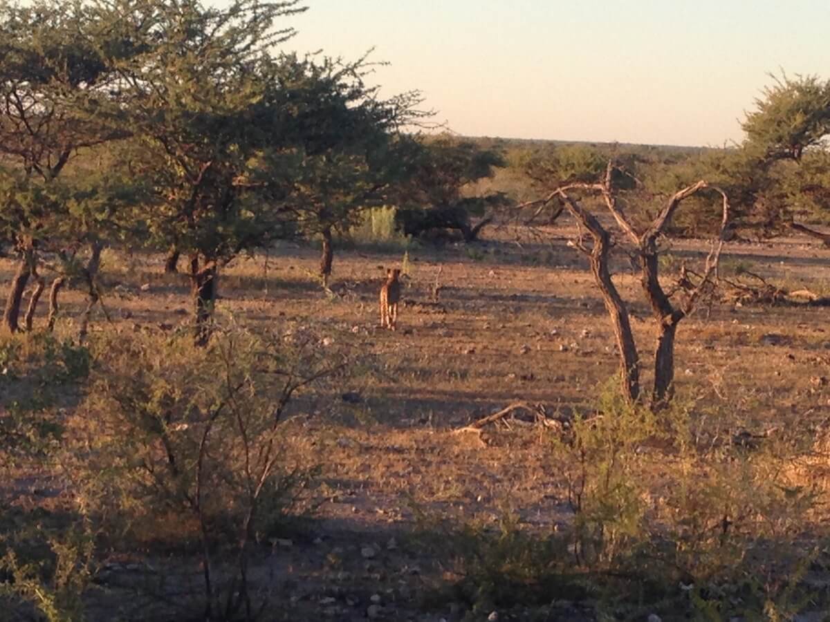 Cheetah in Etosha National Park