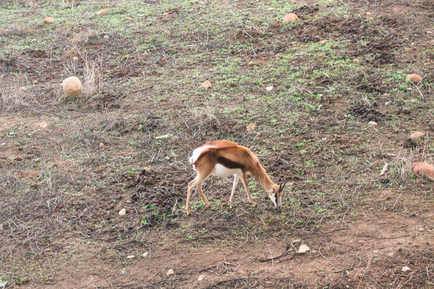 springbok at Vindoux Guest Farm