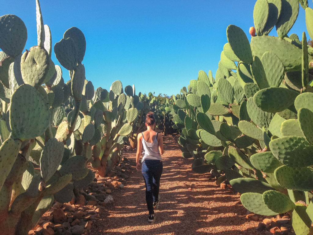 Cactus section at Babylonstoren