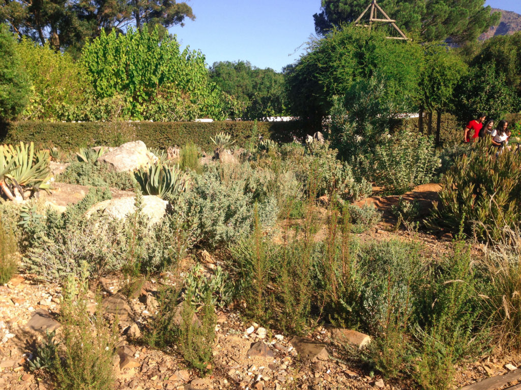 Walking around one of the oldest cape dutch farms: Babylonstoren