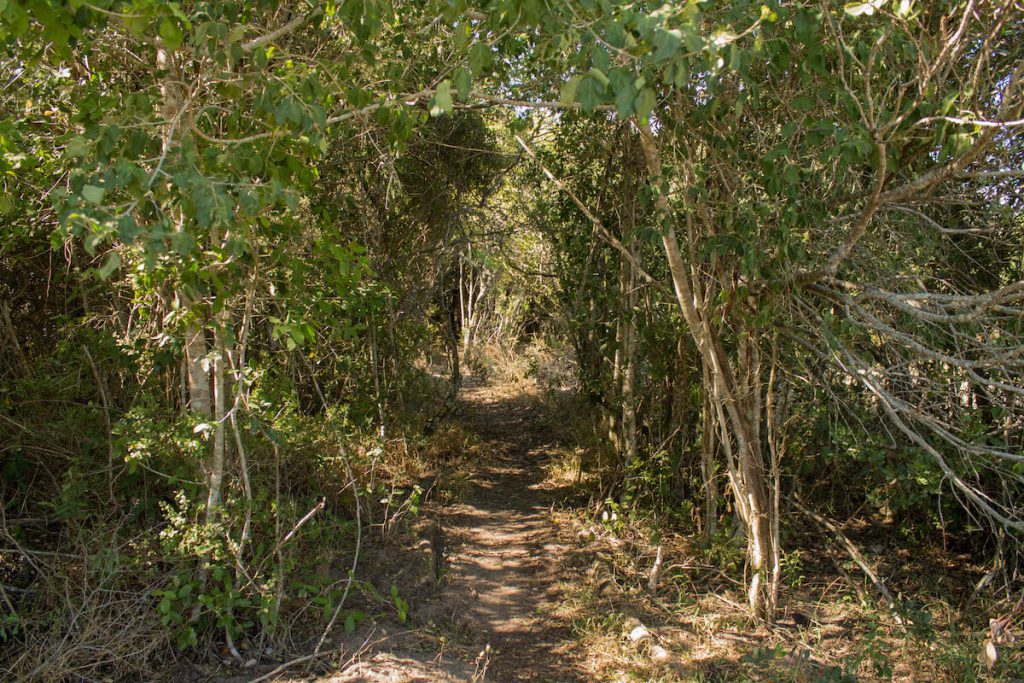 Platbos Forest Bush Buck Suite