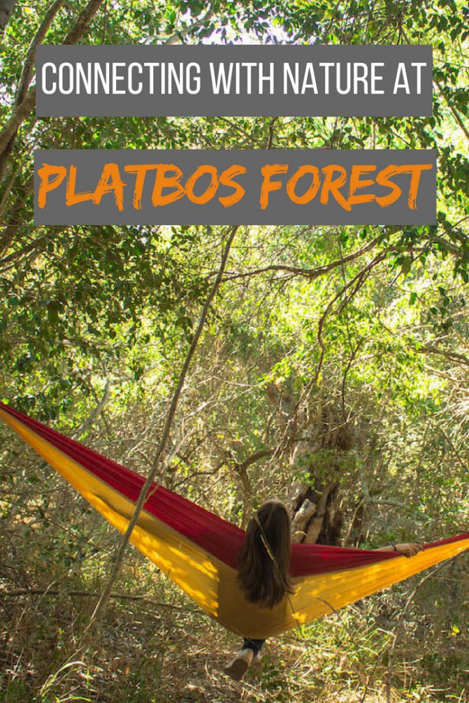Sleeping in the Platbos forest: Bush Buck Suite
