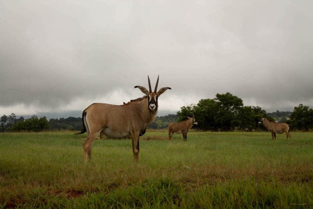 Swaziland plain game